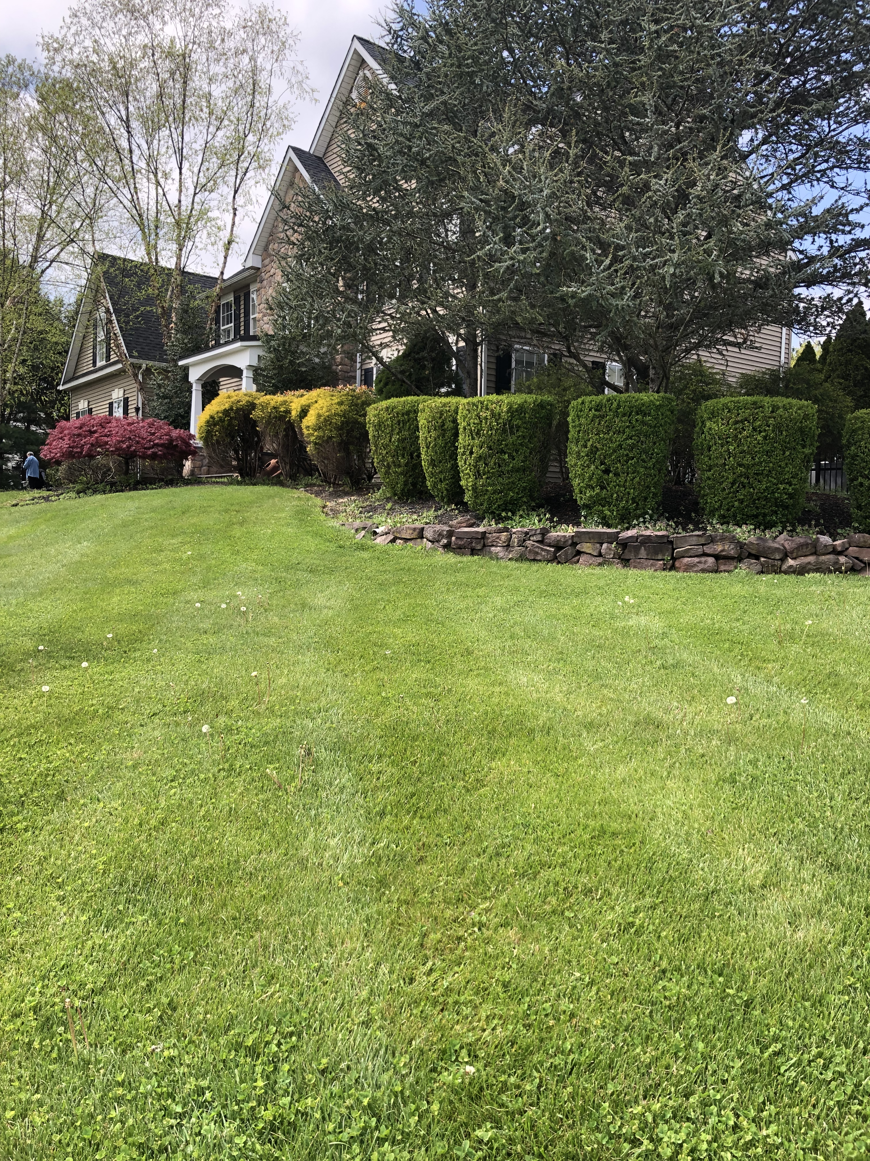 Professional landscape maintenance and hedge trimming